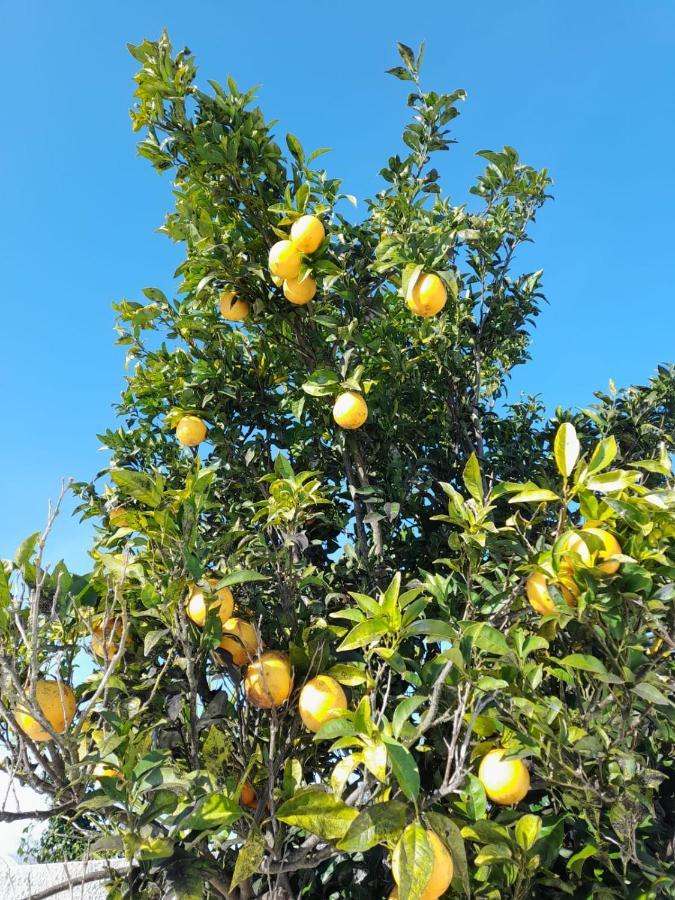 Bb Silvercoast Casa Das Flores Santa Catarina  Εξωτερικό φωτογραφία